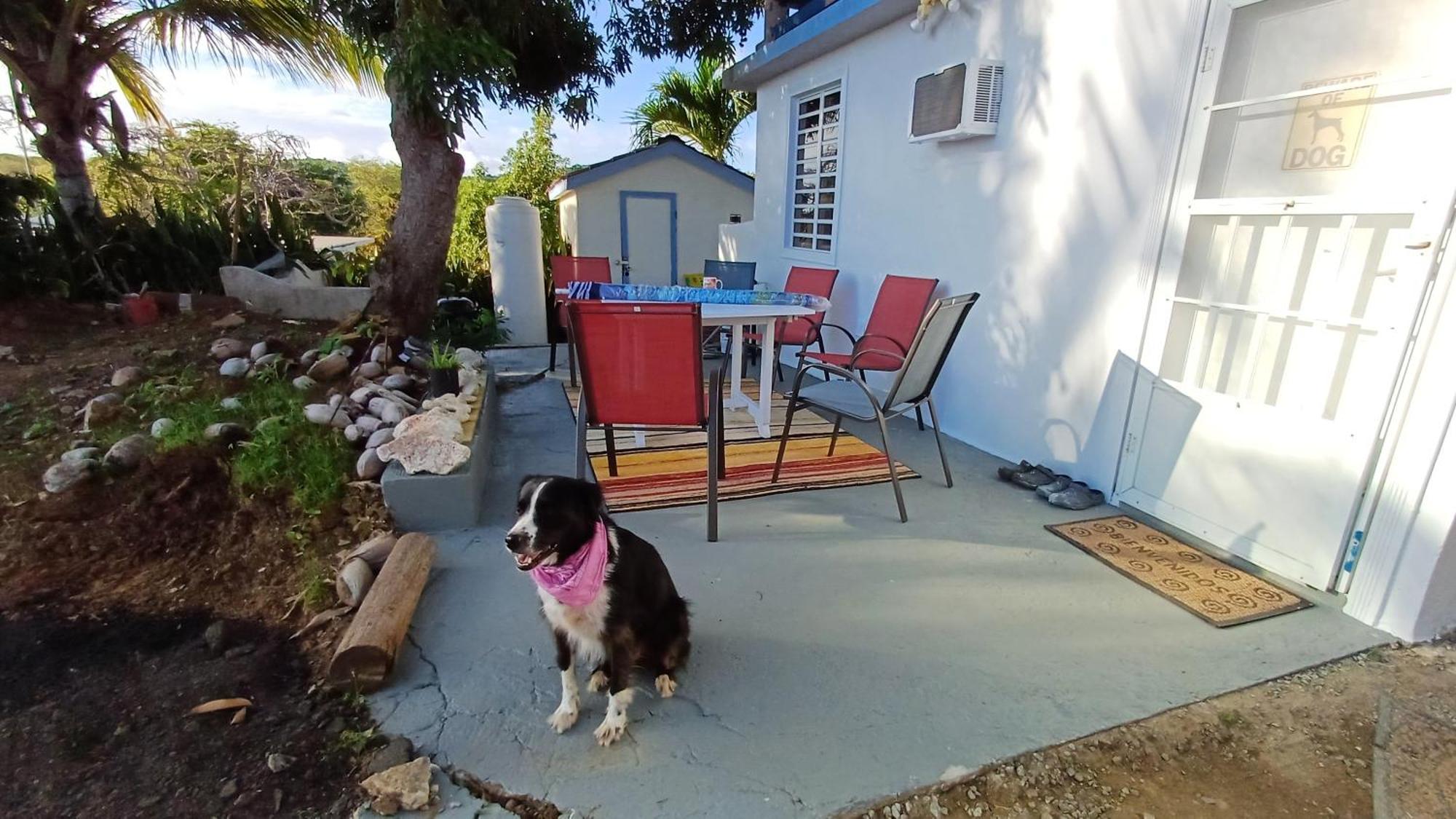 Rooster Run Glamping Camping Has Rooftop And Off The Ground Glamping Experience For 1 To 16 In A Single Tent And Views Of The Rain Forrest And To Culebra Across The Atlantic Ocean W Tents, Linens, Deluxe Air Beds, Warm Shower And More At A Great Pric Vieques Dış mekan fotoğraf
