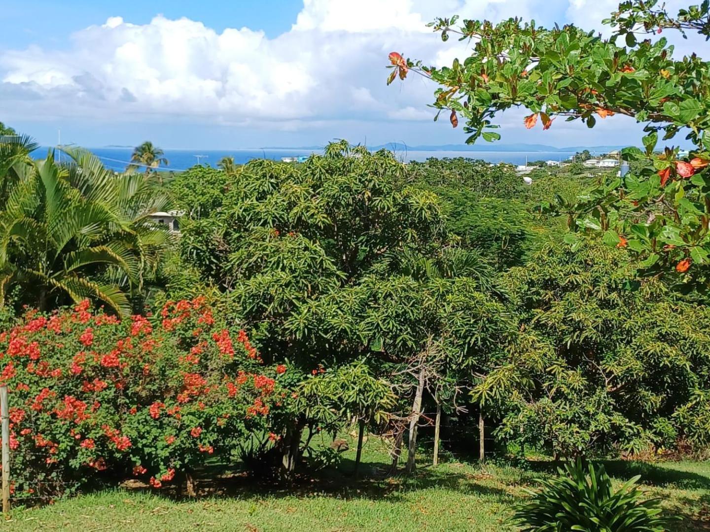 Rooster Run Glamping Camping Has Rooftop And Off The Ground Glamping Experience For 1 To 16 In A Single Tent And Views Of The Rain Forrest And To Culebra Across The Atlantic Ocean W Tents, Linens, Deluxe Air Beds, Warm Shower And More At A Great Pric Vieques Dış mekan fotoğraf